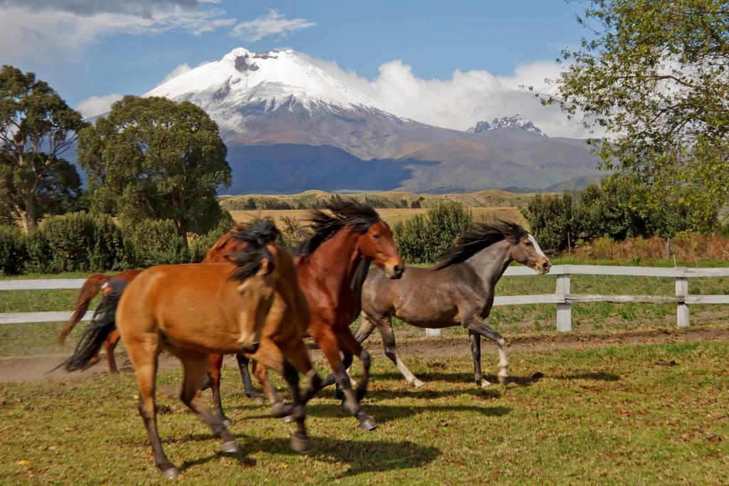 Hacienda San Agustin De Callo Lasso Εξωτερικό φωτογραφία